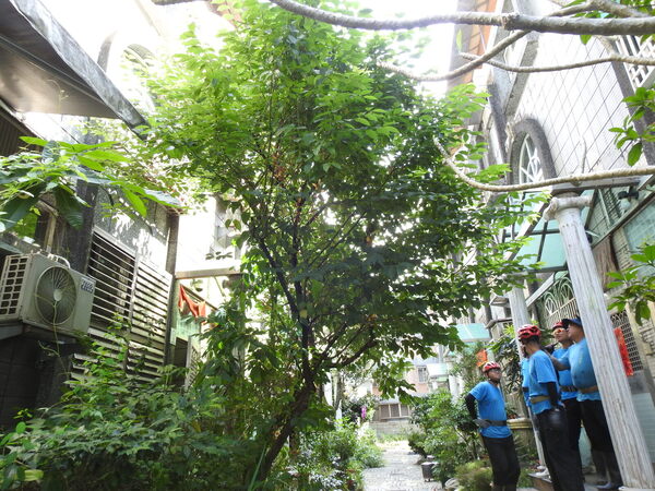 宜蘭園藝 芊翠園藝 翠庭園藝 羅東荷蘭村社區 危樹處理