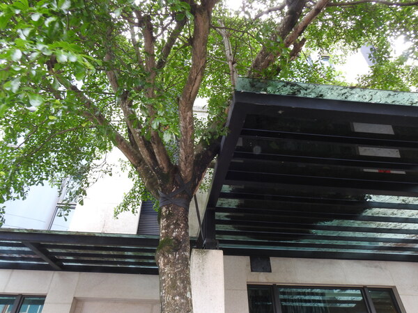 宜蘭園藝 芊翠園藝 翠庭園藝 危樹處理作業